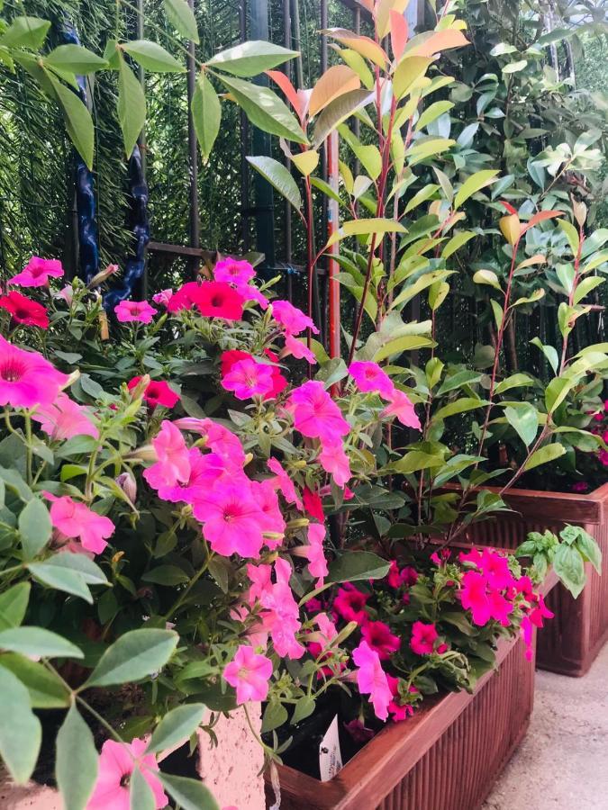 Oasi Di Paradiso - Comfy Private Apartment On Ground Floor With Terrace Desenzano del Garda Exterior foto